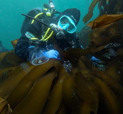 LeAnn Adam scuba diving in kelp.