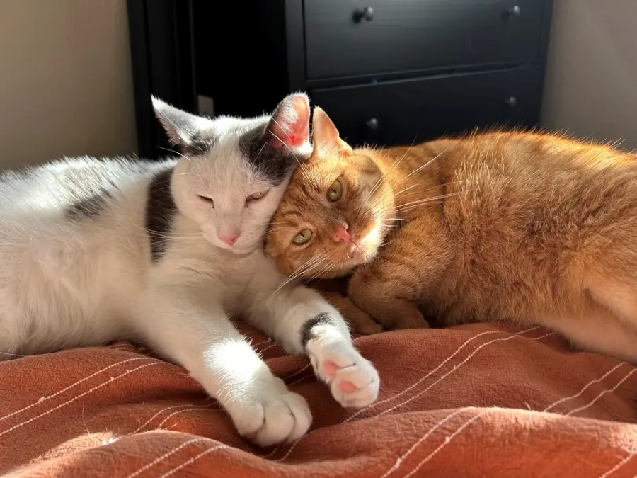 Taylor's cats snuggling.