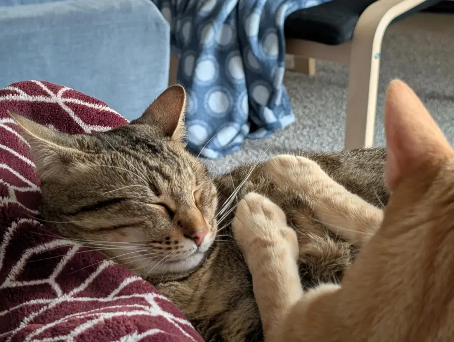 Cats snuggling on a blanket together.