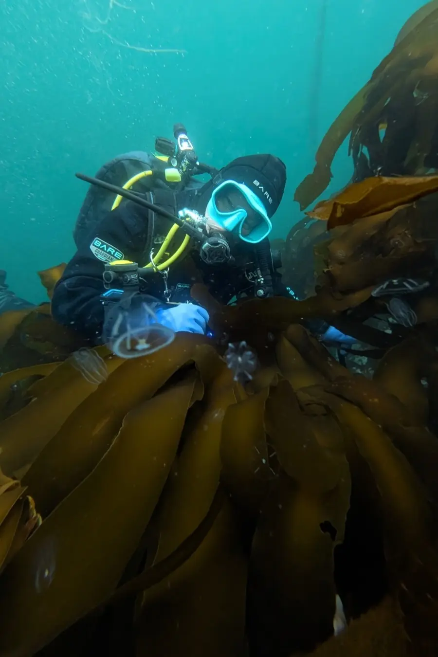 LeAnn Adam scuba diving in kelp.
