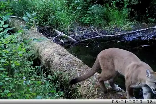 A cougar crossing a creek