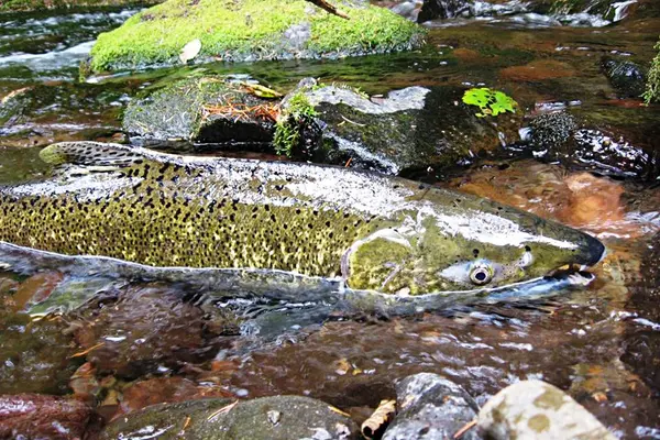 A green salmon is seen floating in a creek