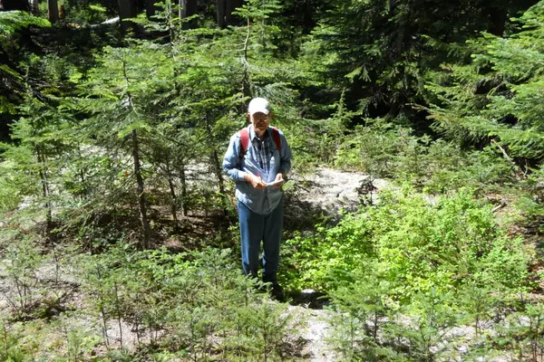 Don Zobel standing between plots at Mount St. Helens research site, comparing effects of volcanic debris clearing on young tree survival