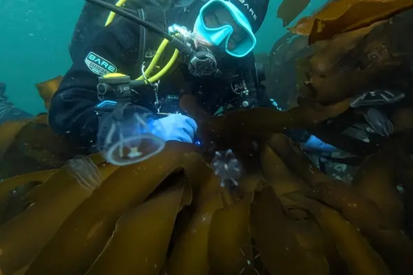 LeAnn Adam scuba diving in kelp.